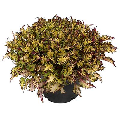 Coleus TERRA NOVA® 'Parakeet'