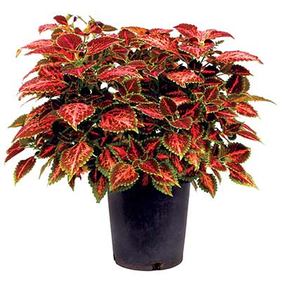 Coleus TERRA NOVA® 'Peach Julep'