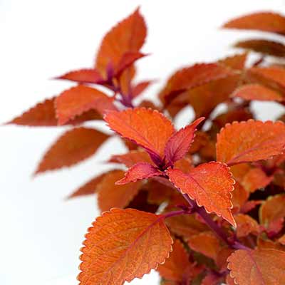 Coleus TERRA NOVA® 'Pumpkin Spiced'