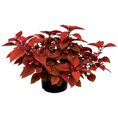 Coleus TERRA NOVA® 'Pumpkin Spiced'