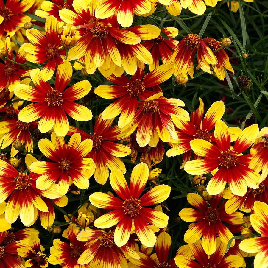 Coreopsis 'Firefly'