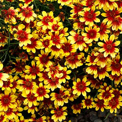 Coreopsis 'Firefly'