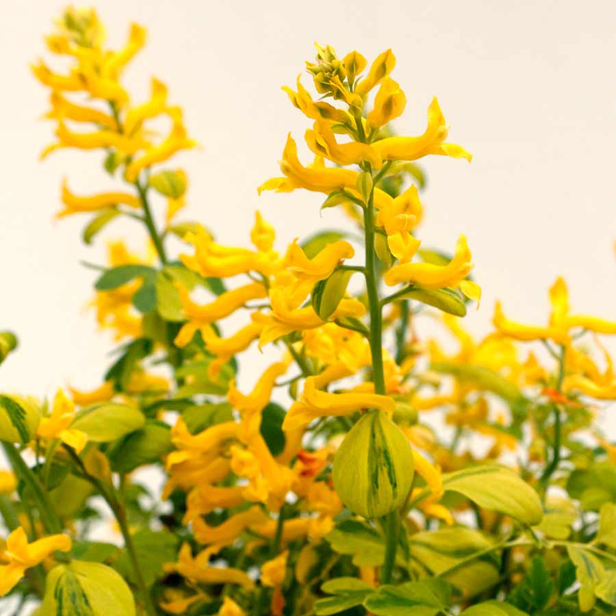 Corydalis 'Crazy Canary'