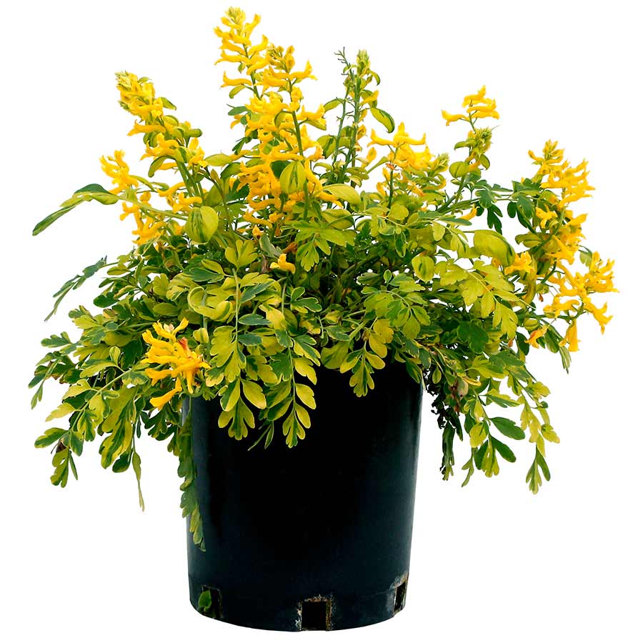 Corydalis 'Crazy Canary'