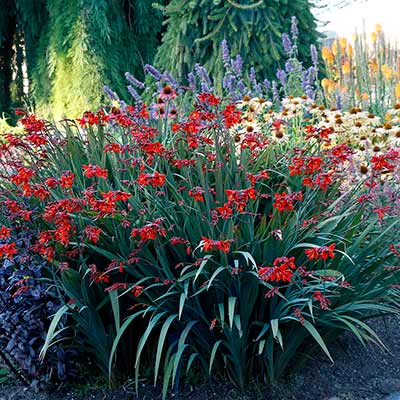 Crocosmia NOVA® 'Dragonfire'