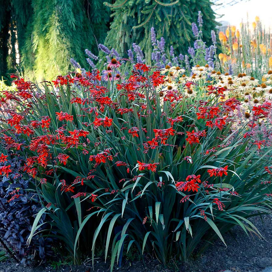 Crocosmia NOVA® 'Dragonfire'