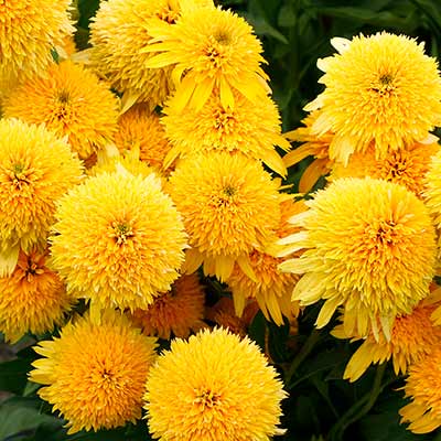 Echinacea CARA MIA™ 'Yellow'