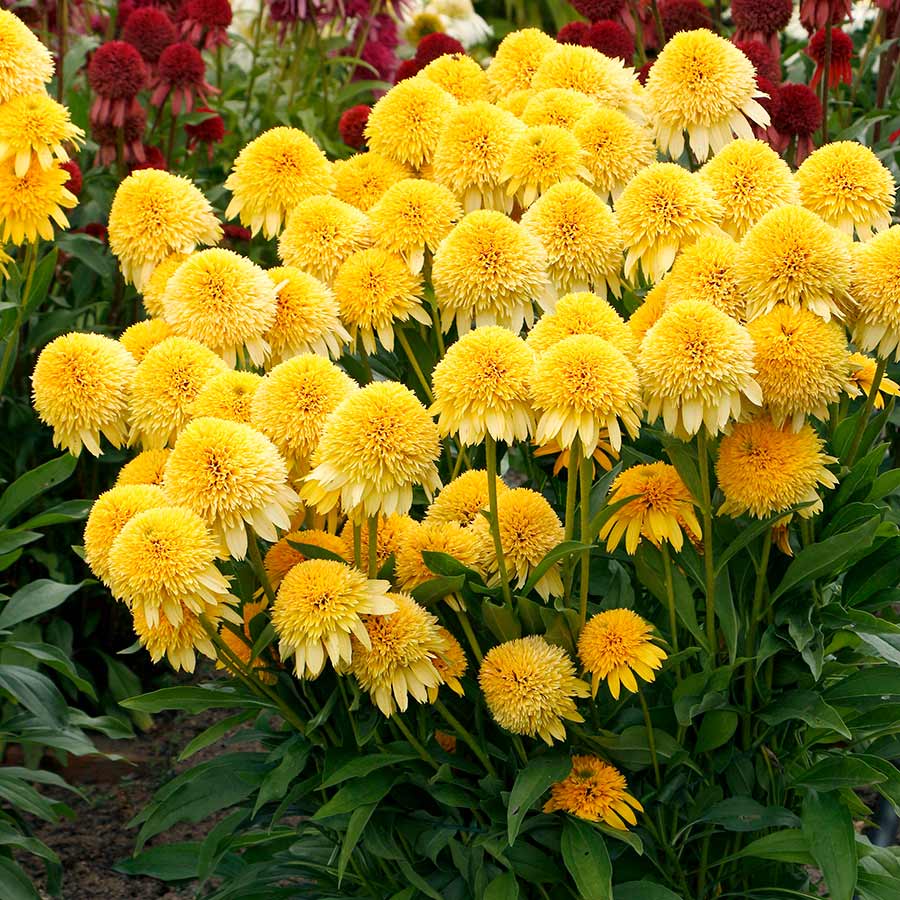 Echinacea CARA MIA™ 'Yellow'