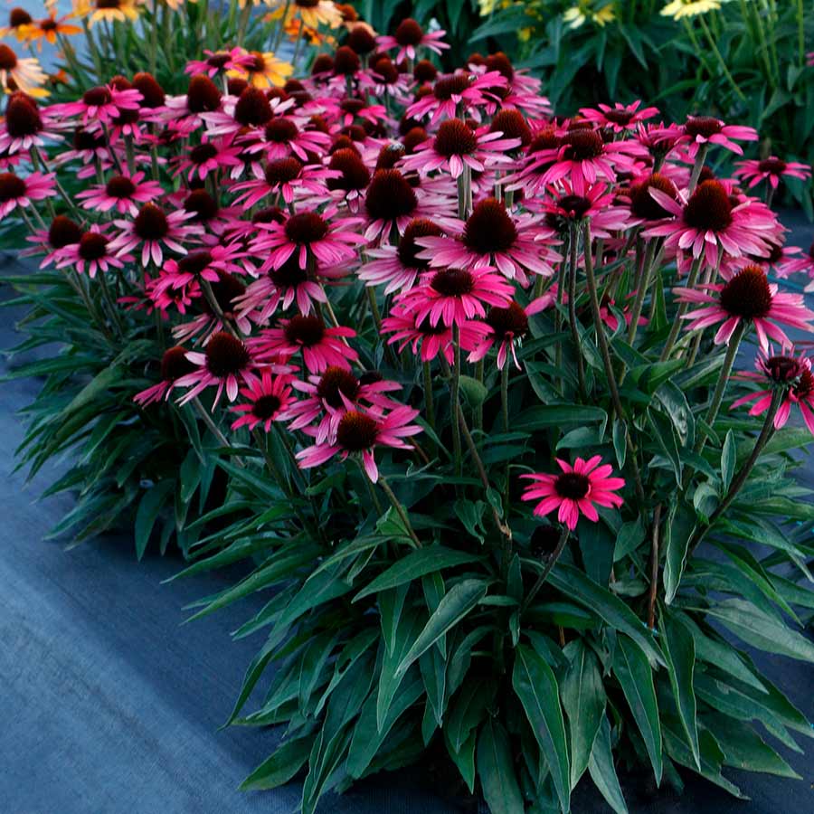 Echinacea DARK SHADOWS™ 'Wicked'