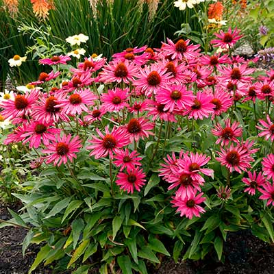 Echinacea KISMET® 'Raspberry'