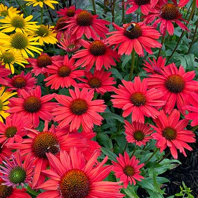 Echinacea KISMET® 'Red'