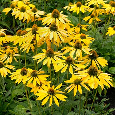 Echinacea 'Leilani'