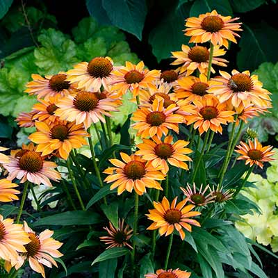 Echinacea PRIMA™ 'Ginger'