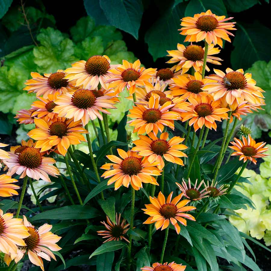 Echinacea PRIMA™ 'Ginger'