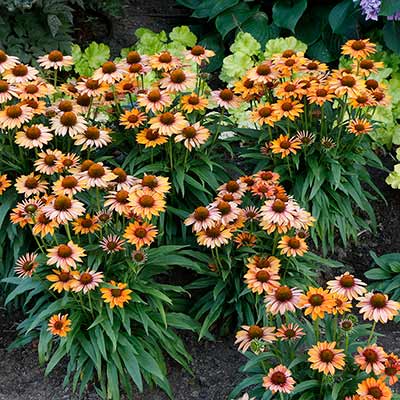 Echinacea PRIMA™ 'Ginger'