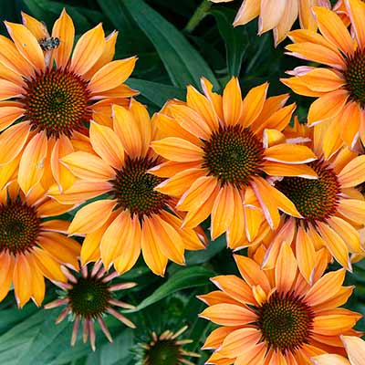 Echinacea PRIMA™ 'Ginger'