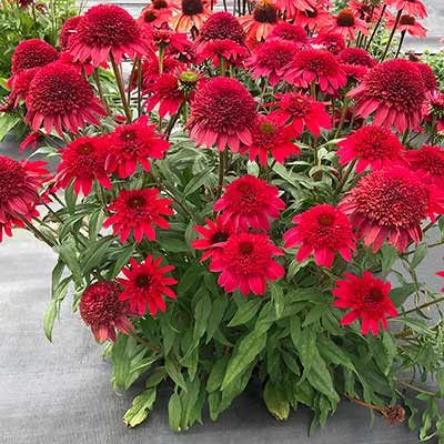 Echinacea SUNNY DAYS™ 'Ruby'