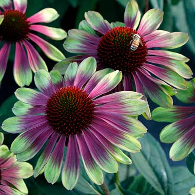 Echinacea 'Sweet Sandia'