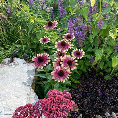 Echinacea 'Sweet Sandia'