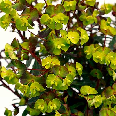 Euphorbia 'Golden Glory'