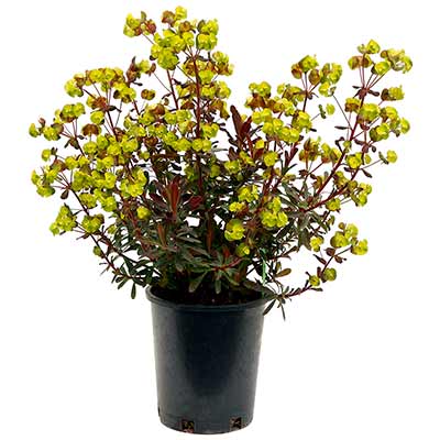 Euphorbia 'Golden Glory'