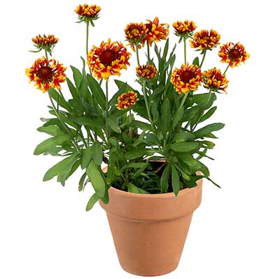 Gaillardia 'Sun Devil'