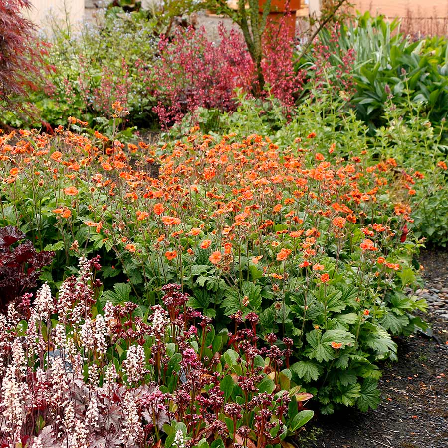 Geum RUSTICO™ 'Orange'