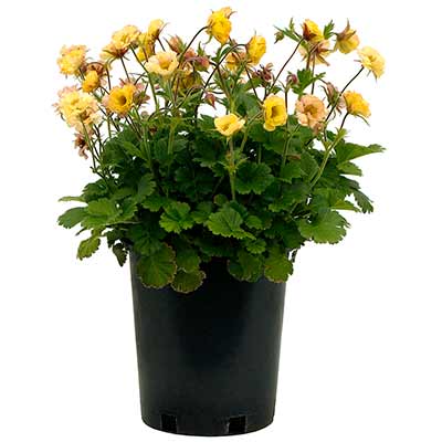 Geum TEMPO™ 'Yellow'