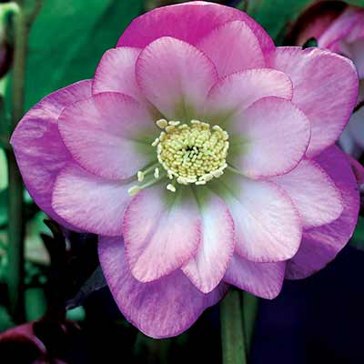 Helleborus NORTH STAR™ 'Pink'