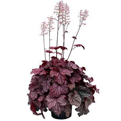 Heuchera 'Berry Smoothie'