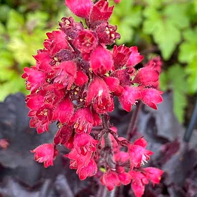 Heuchera 'Black Forest Cake'