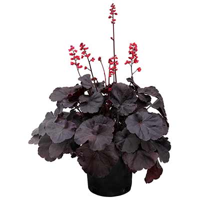 Heuchera 'Black Forest Cake'