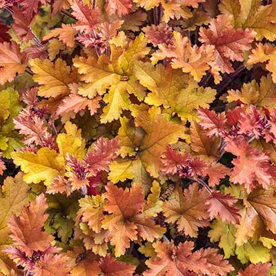 Heuchera 'Crème Brule'