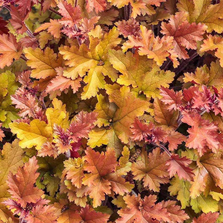 Heuchera 'Creme Brule'