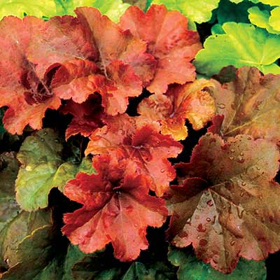 Heuchera 'Crème Brule'