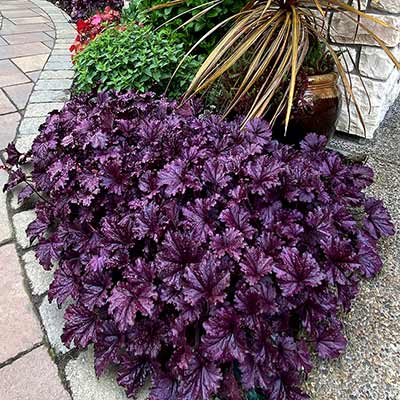 Heuchera FOREVER® 'Purple'