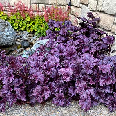 Heuchera FOREVER® 'Purple'