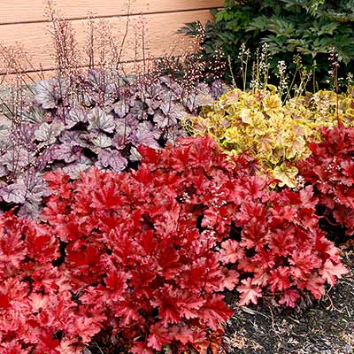 Heuchera FOREVER® 'Red'