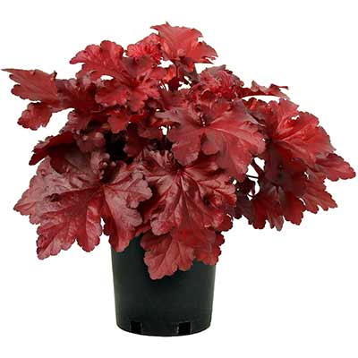 Heuchera FOREVER® 'Red'