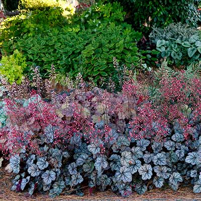 Heuchera 'Glitter'