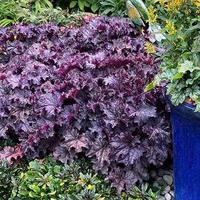 Heuchera GRANDE™ 'Amethyst'