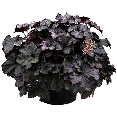 Heuchera GRANDE™ 'Black'