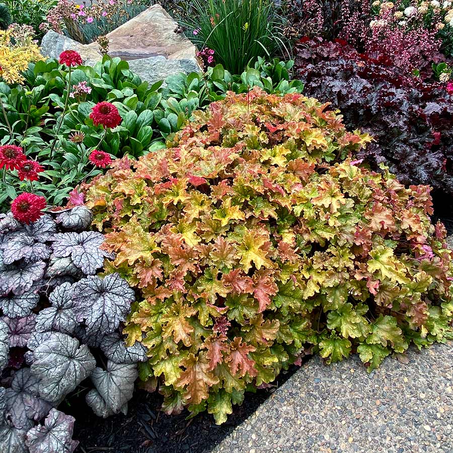 Heuchera 'Marmalade'