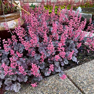 Heuchera 'Milan'