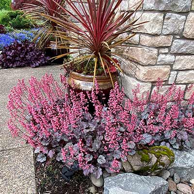 Heuchera 'Milan'