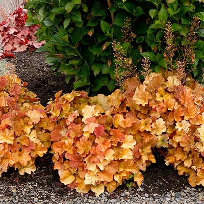 Heuchera NORTHERN EXPOSURE™ 'Amber'