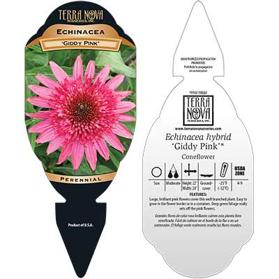 Echinacea 'Giddy Pink' - Tag