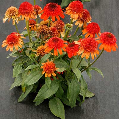 Echinacea 'Moab Sunset'