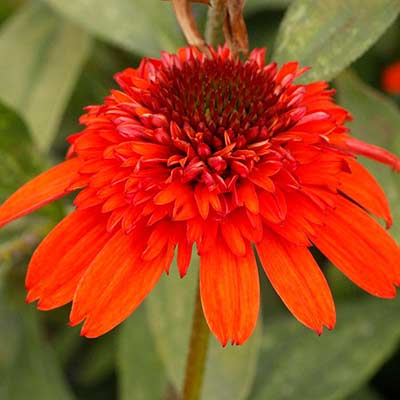 Echinacea 'Moab Sunset'