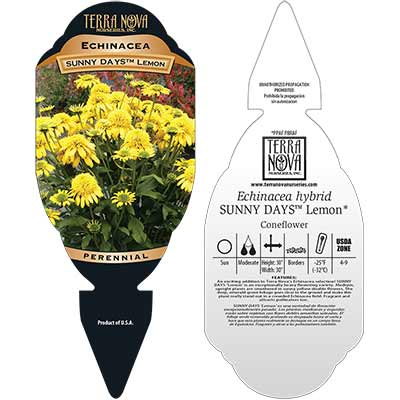 Echinacea SUNNY DAYS™ 'Lemon' - Tag